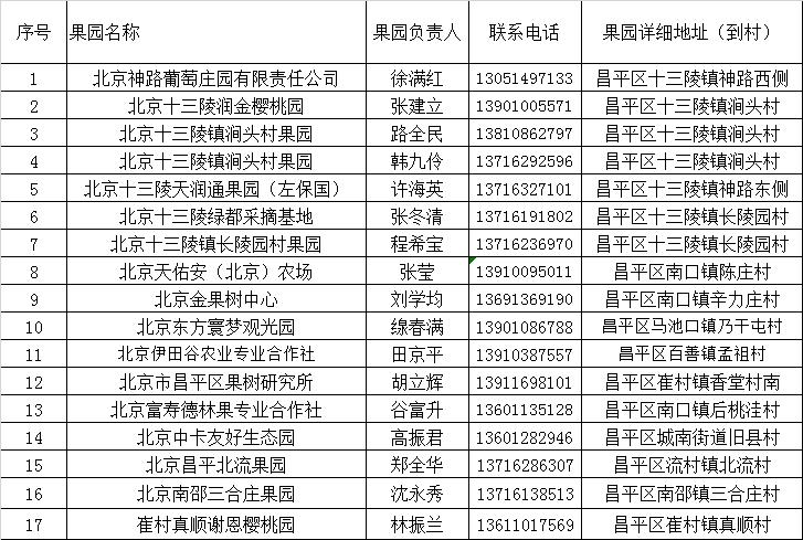 昌平樱桃采摘视频,昌平兴寿樱桃采摘价格