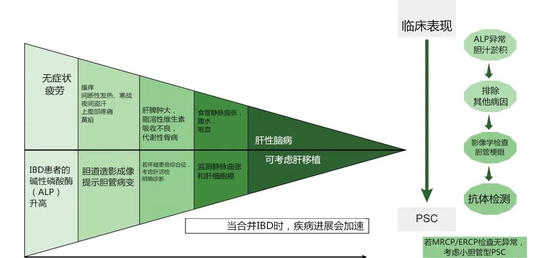 原发性硬化性胆管炎b超检查表现,原发性硬化性胆管炎最新研究
