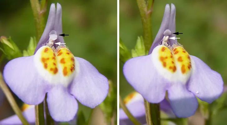 非诚勿扰中姓叶的,非诚勿扰百花争艳女嘉宾