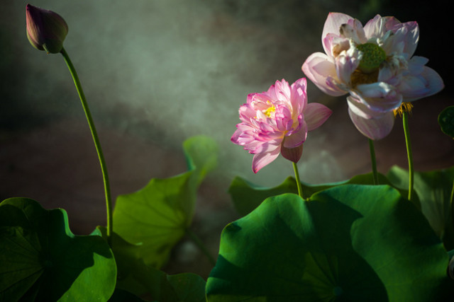 淮阳的荷花真美,又到了赏荷花的季节家门口的美景