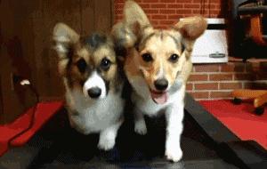 狗狗身上过敏症状,容易被忽视的狗病