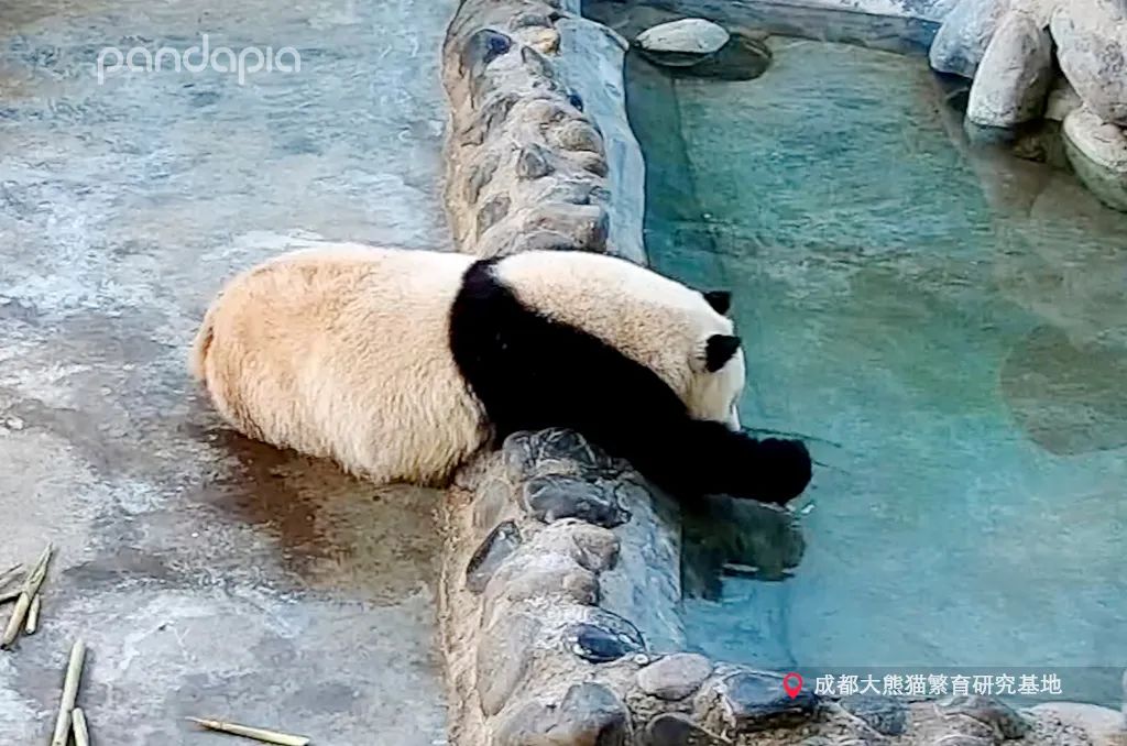 熊猫拍照怎么拍出高级感,熊猫拍照拍摄姿势