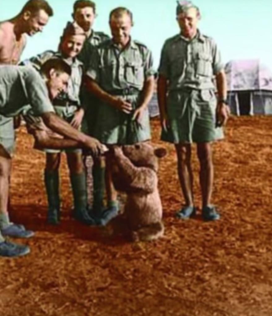 最骚士兵熊：抽烟喝酒花钱，样样在行，还是个战斗英“熊”