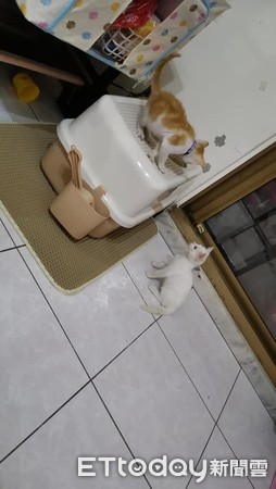 诡异“．．．”一路延伸窗帘天花板　猫奴望3皮蛋：怎么弄的