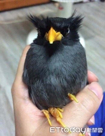 家里养了56只企鹅,家里养了一个企鹅宝宝是什么体验