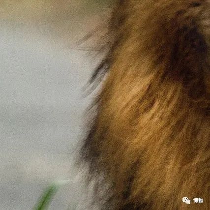 能拍彩色照片的大熊猫,大熊猫为啥不能拥有一张彩色照片