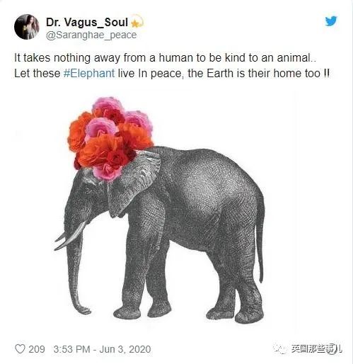 怀孕母象遭喂食藏火药,怀孕母象吃炸弹菠萝