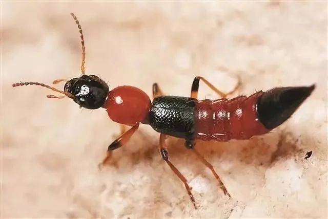 它来了，它来了，它跟着夏天飞来了！