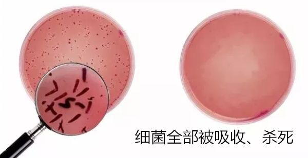 冰箱如何除菌除味,冰箱除菌就能防串味吗