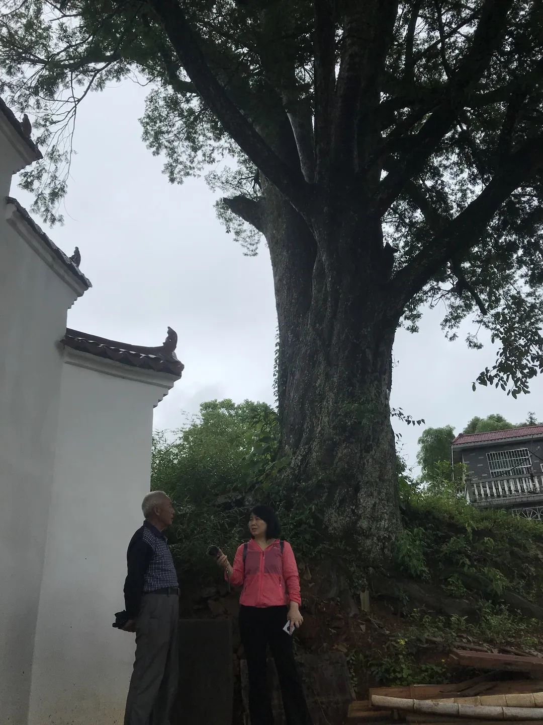 「爱问」爱上“红豆杉”