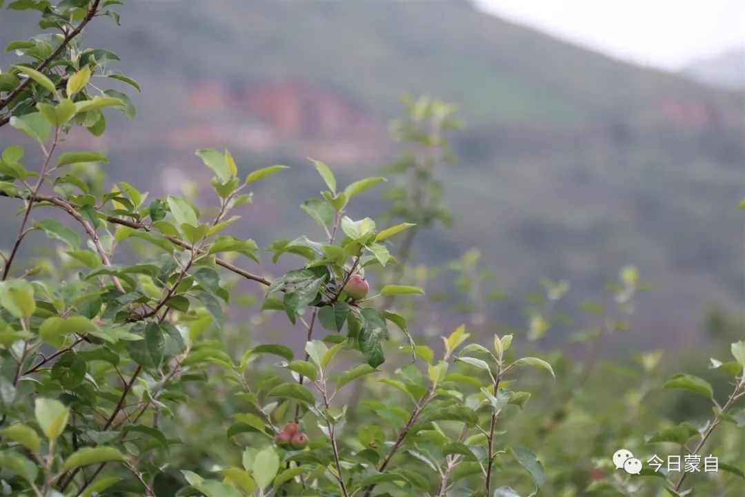 小苹果到底有多厉害,蒙自市苹果小镇