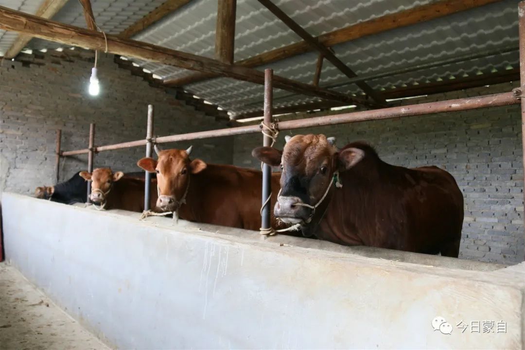 小苹果到底有多厉害,蒙自市苹果小镇