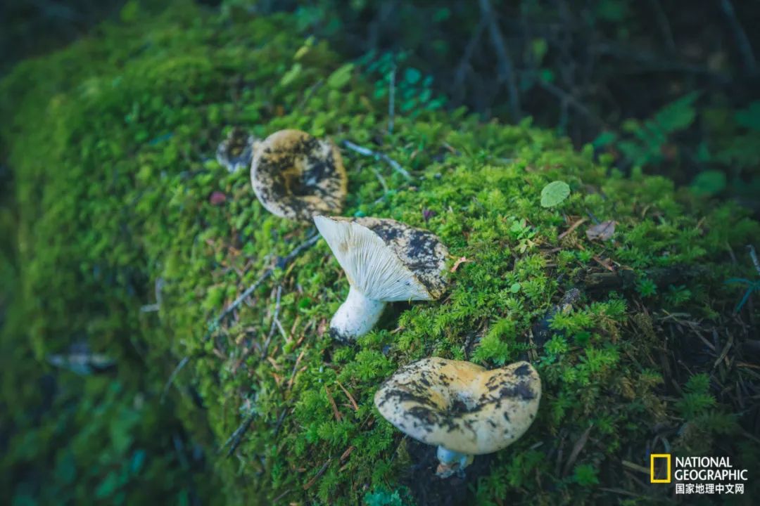 雨崩村自驾转山攻略,雨崩转山朝圣之旅