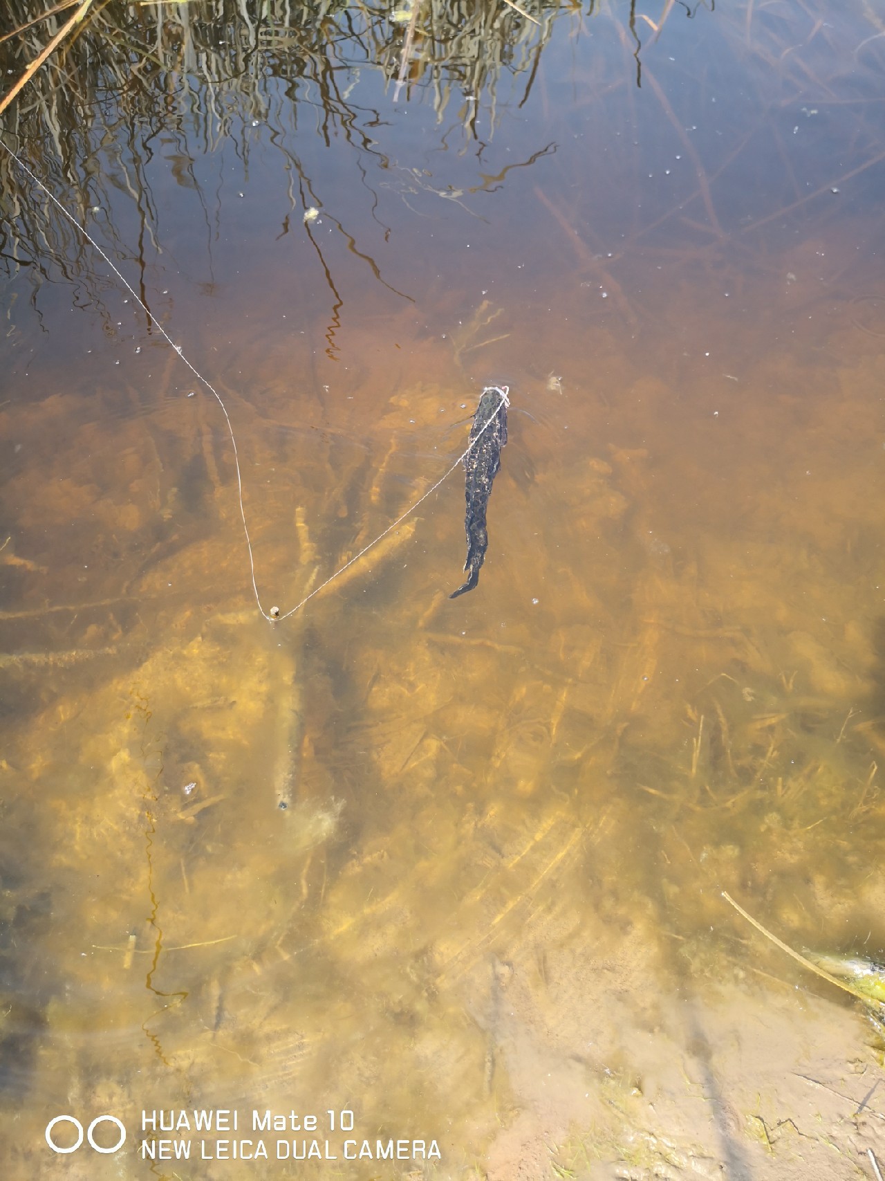 路亚怎么打黑的,路亚打黑怎样打