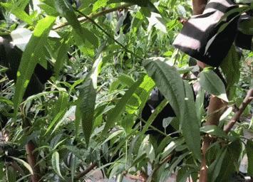 沂蒙山蒙阴黄金油蟠桃,山东蒙阴正宗黄金油桃