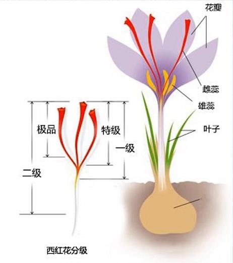 藏红花黄金花,花中黄金藏红花的秘密