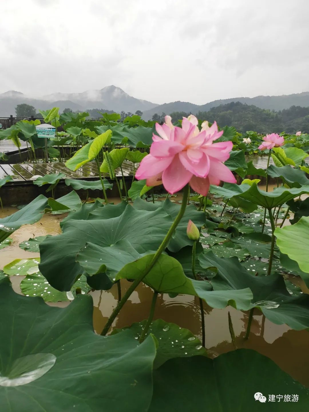 在三明夏天去哪玩,三明荷花最佳观赏地