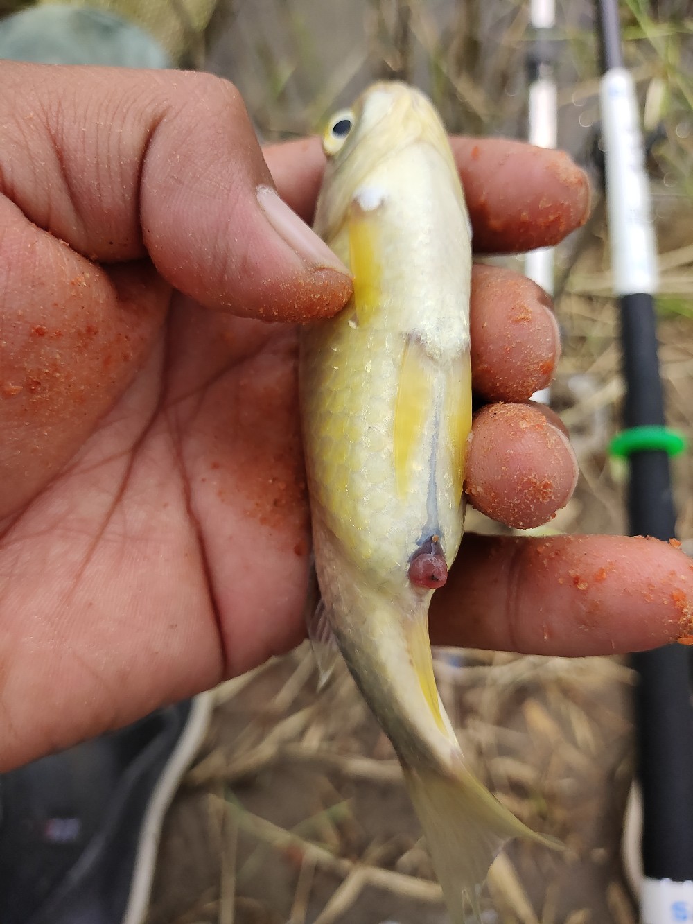 野钓水底有水草调漂最佳方法,野钓水底有枯水草