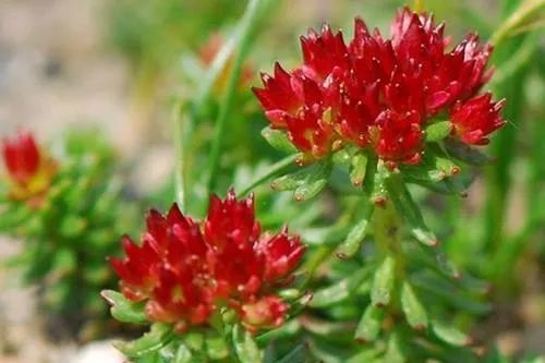 日本减肥小粉丸一盒400粒,日本小粉丸一盒400粒