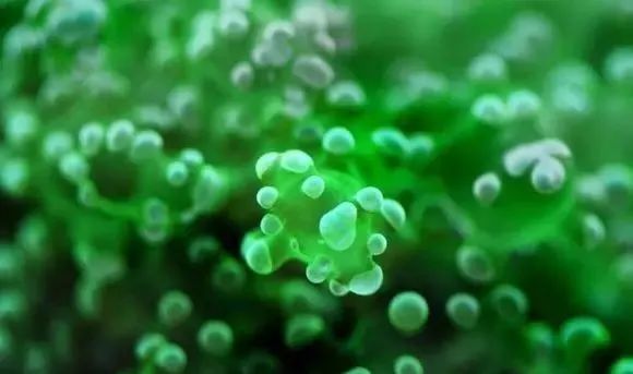 活珊瑚的正确养殖方法,姬珊瑚的养殖方法和注意事项