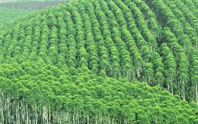 口臭的解决方法胃不好,口臭是不是胃不好了应该怎么调理