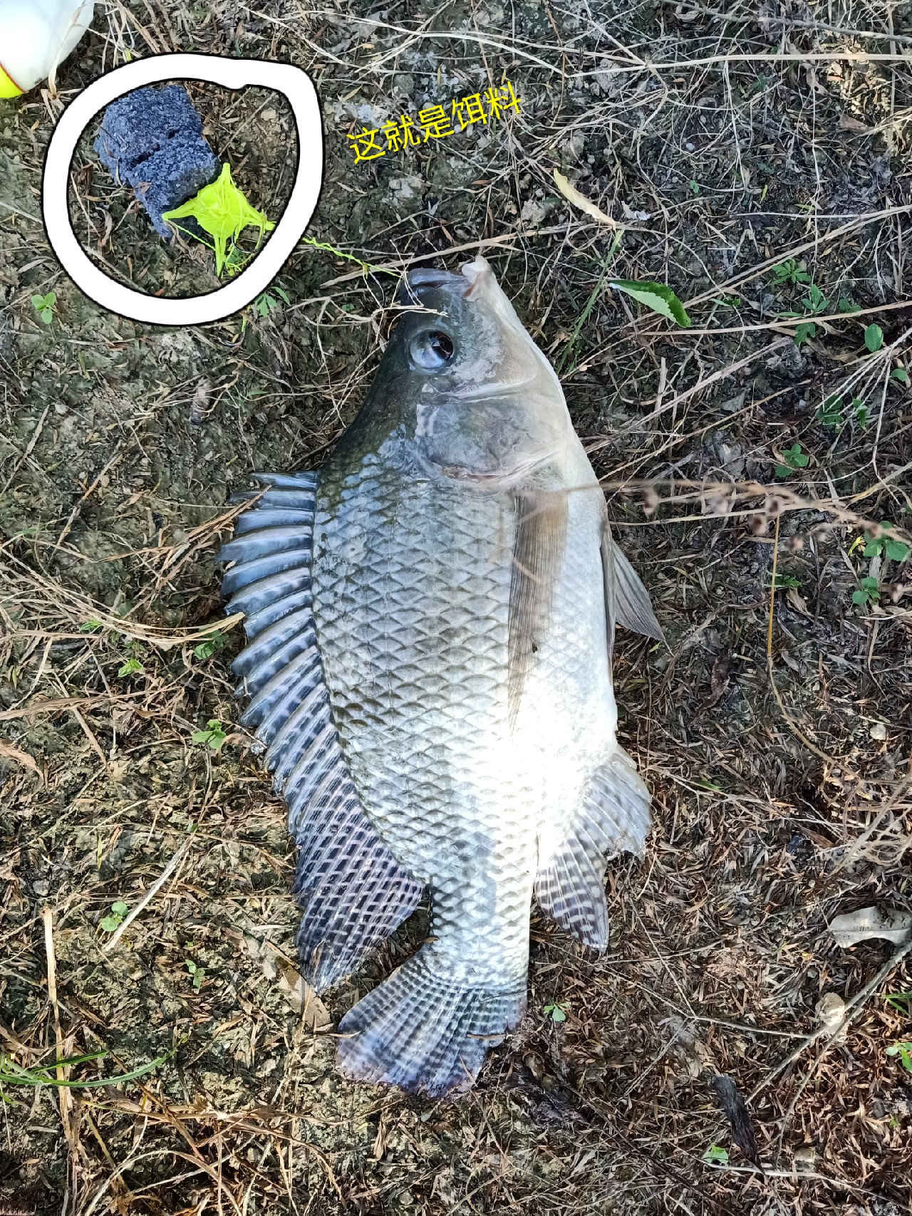 开局即是巅峰第6集,开局即巅峰完整版