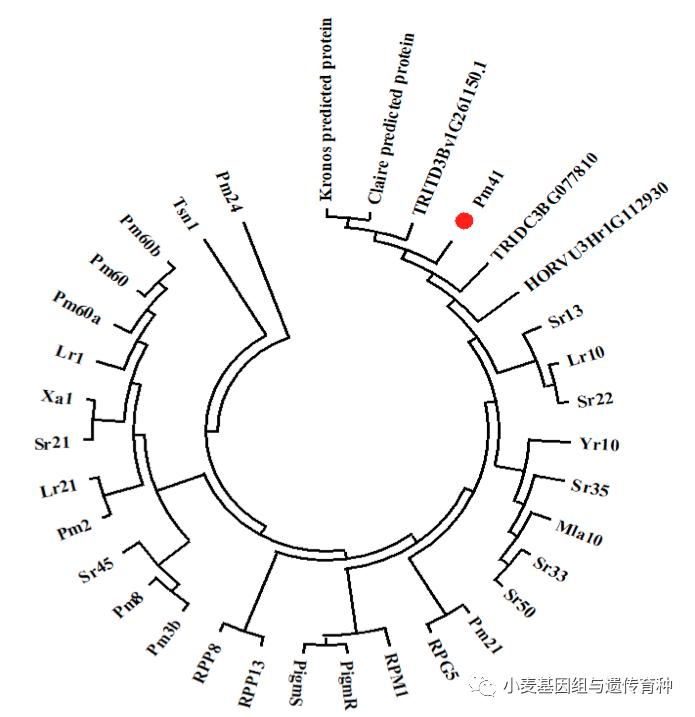 重磅袭来|刘志勇团队与李洪杰团队合作连续克隆两个小麦抗*粉白**病基因