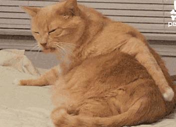 8岁娃得了哮喘，竟是因为这种小虫！千万小心，你家也有