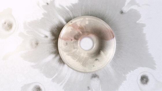 鍗庤鲍绉嬪鎷嶅崠,鍗庤鲍鎷嶅崠浠婃棩澶存潯