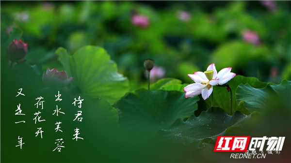 视频｜湖南娄底：出水芙蓉待君来