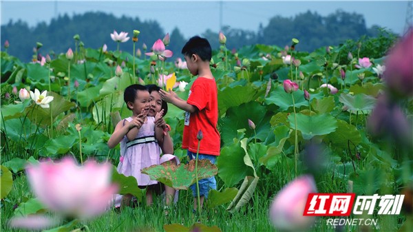 视频｜湖南娄底：出水芙蓉待君来