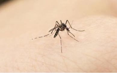 日本正宗蚊香,蚊香日本