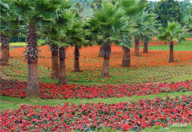 马云打卡衢州网红水亭街,马云弥勒太平湖森林公园