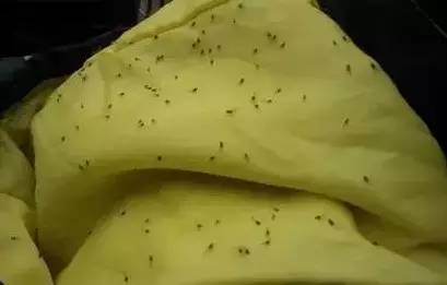 @海南人，看到这种黑色小虫躲远点…