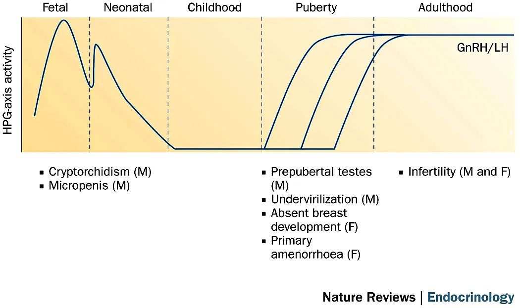 乳腺几岁开始发育算早熟,儿童乳腺发育分期标准是什么