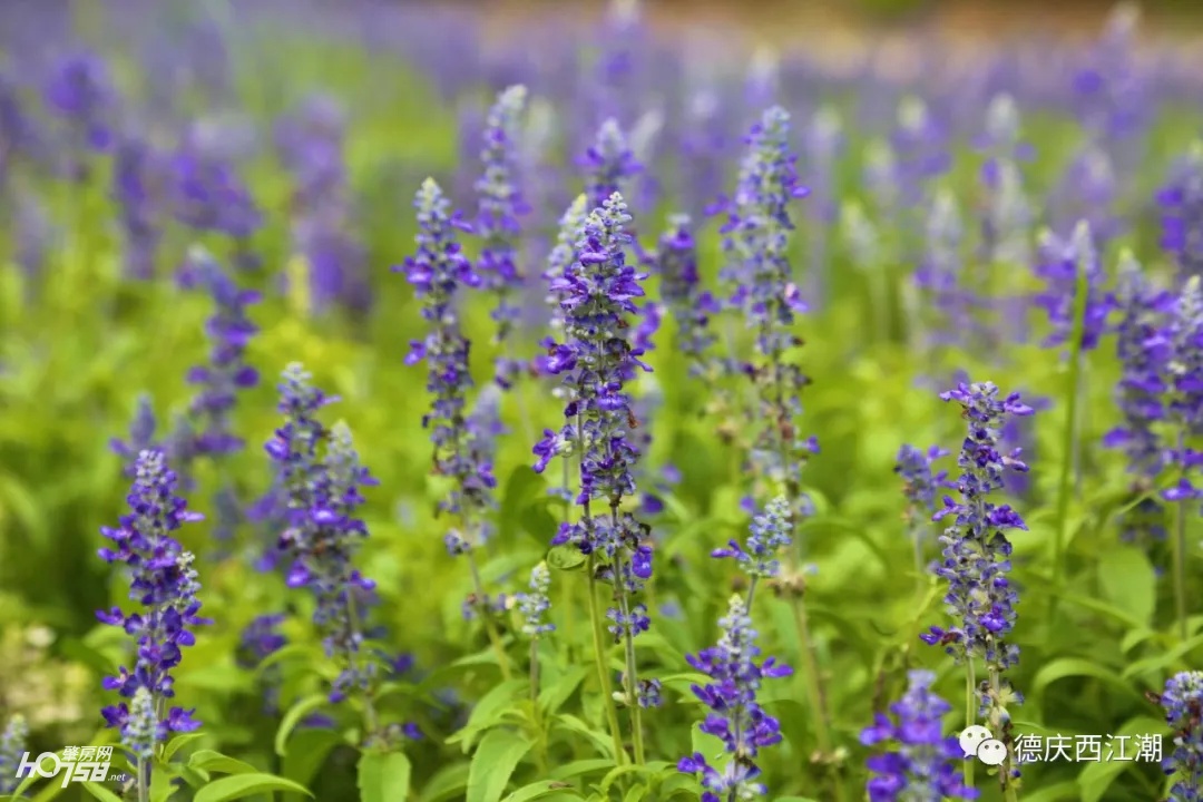 德庆盘龙峡最新视频,德庆县盘龙峡全景图