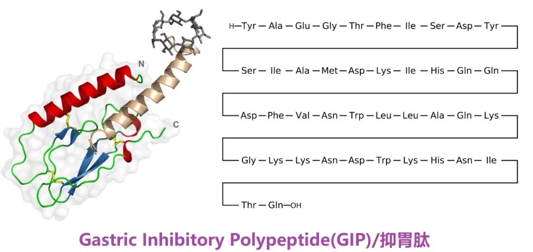 糖尿病发病机理及调节血糖的物质,糖尿病临床表现及生理学机制