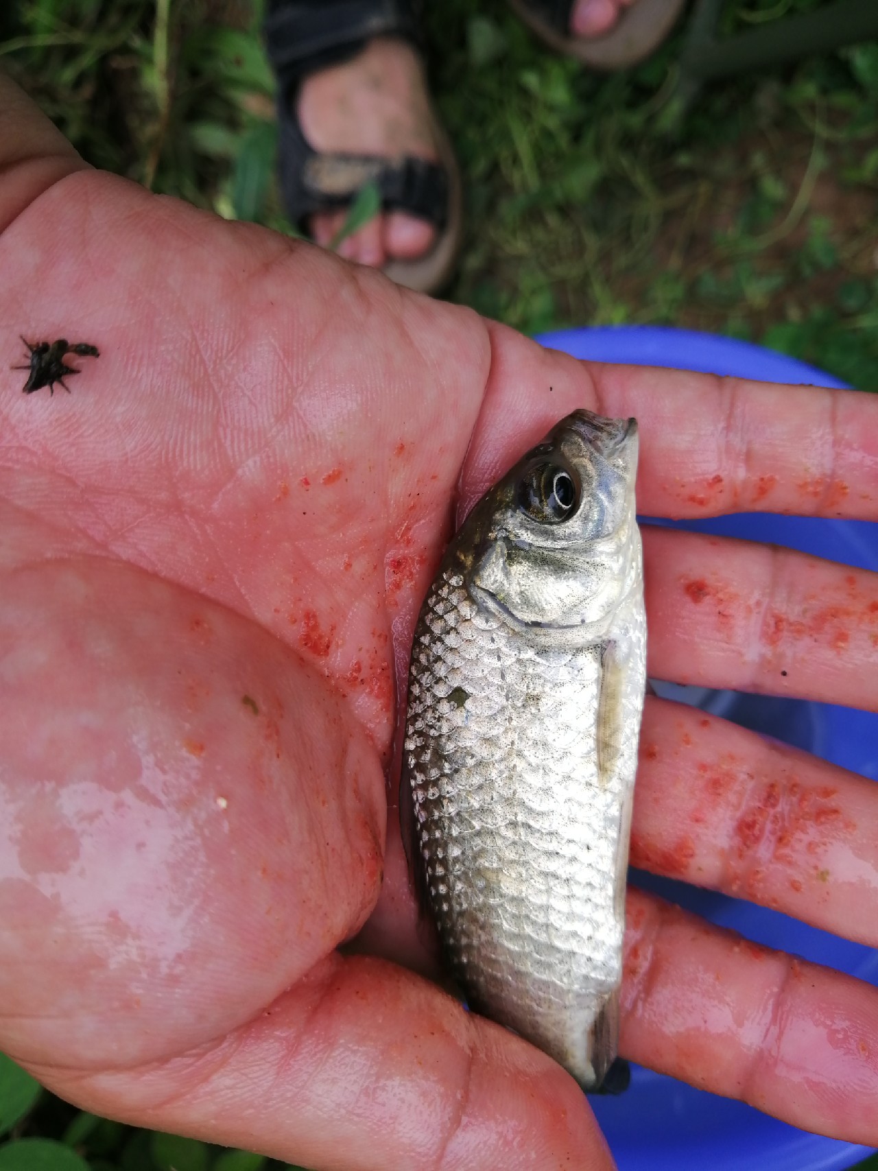 小鱼闹窝怎么赶走,小鱼小虾闹窝怎么办