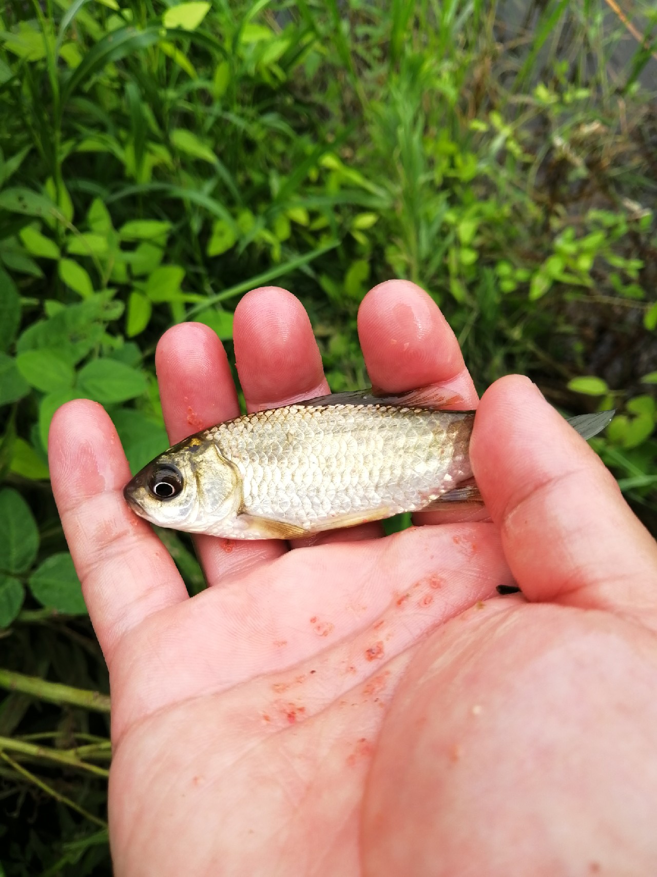 小鱼闹窝怎么赶走,小鱼小虾闹窝怎么办