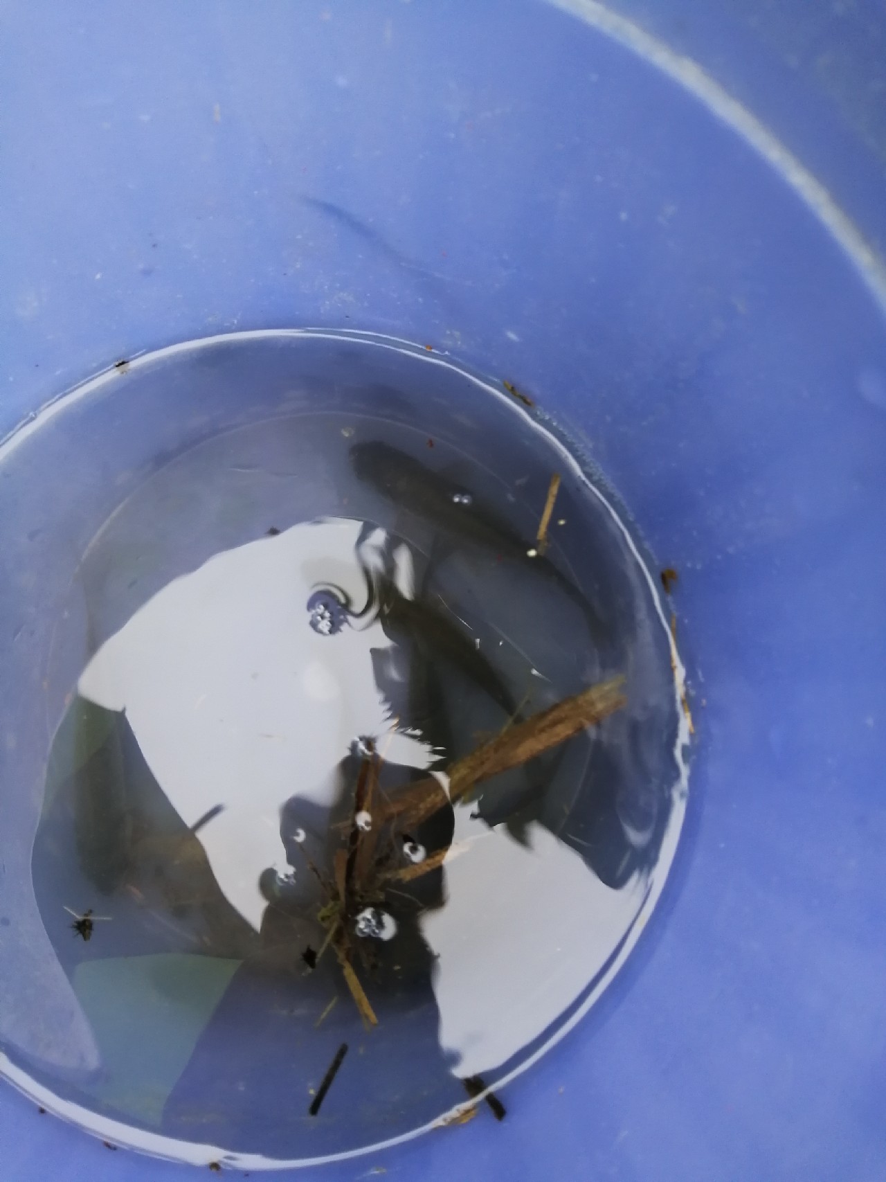 小鱼闹窝怎么赶走,小鱼小虾闹窝怎么办