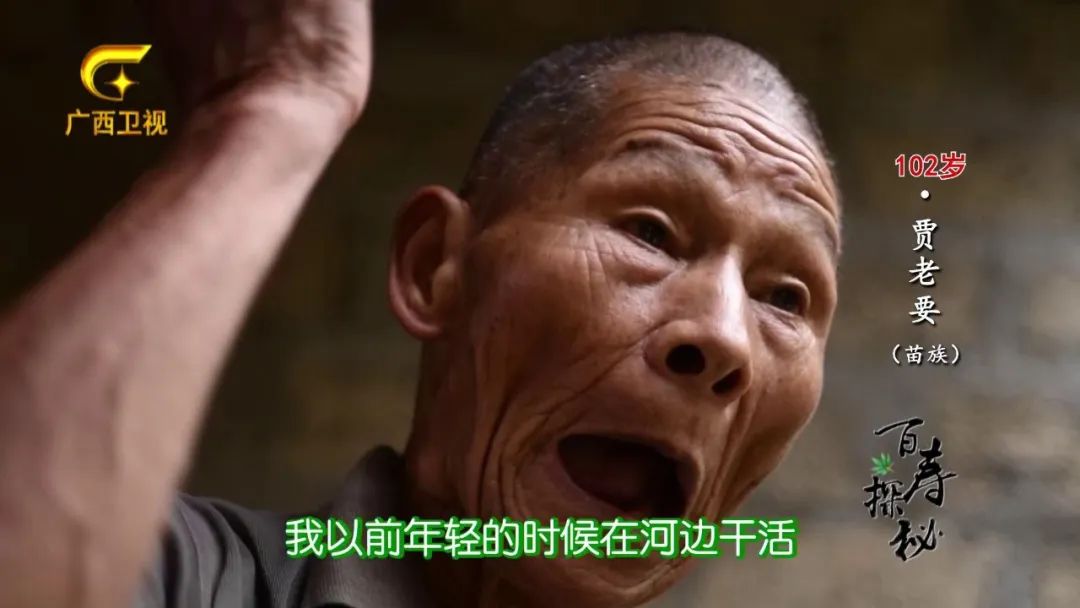 牛胃里的草叫什么,牛胃里的牛草黄