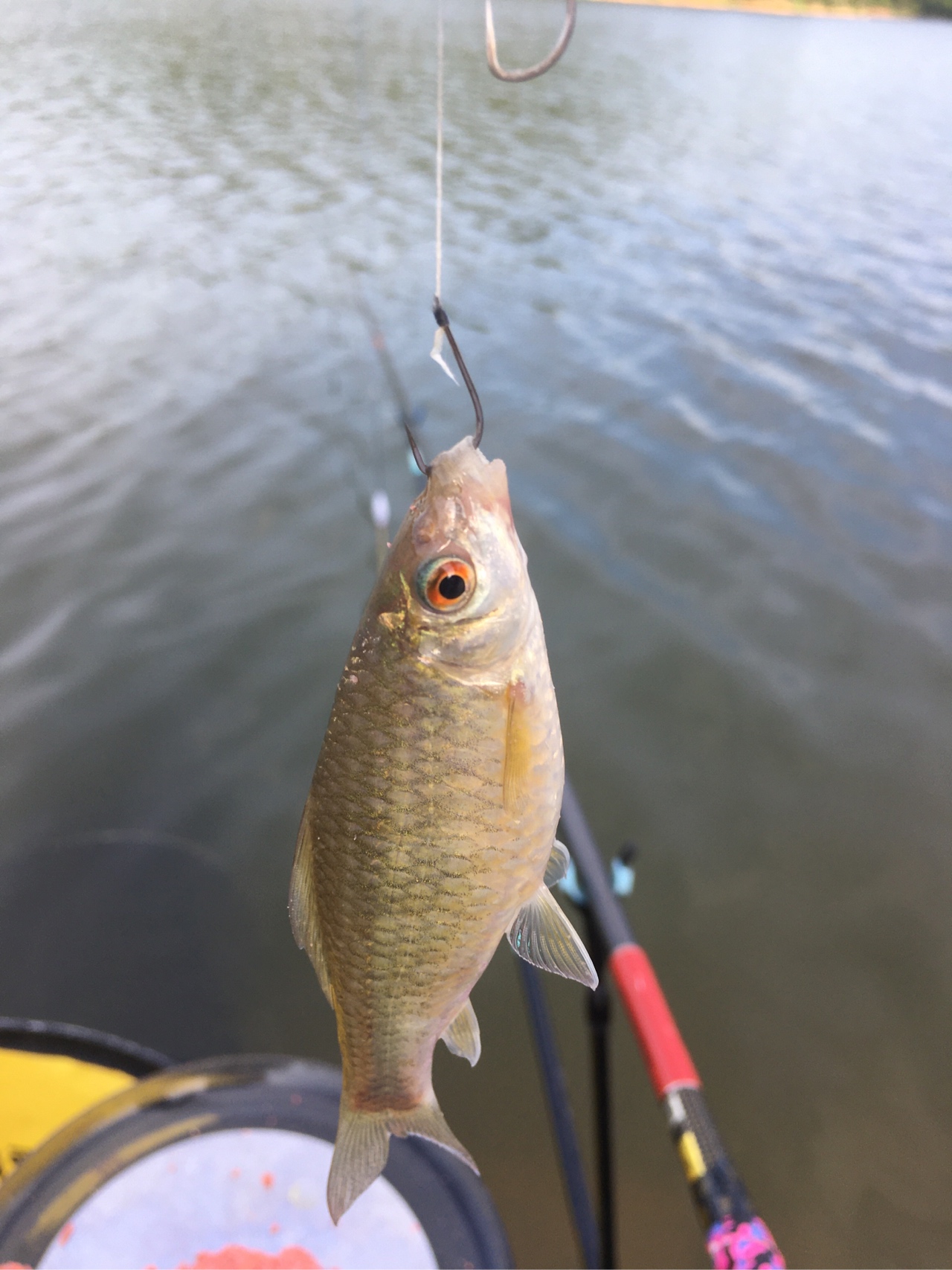 水迳水库孤独的守夜人，一非一草终还梦