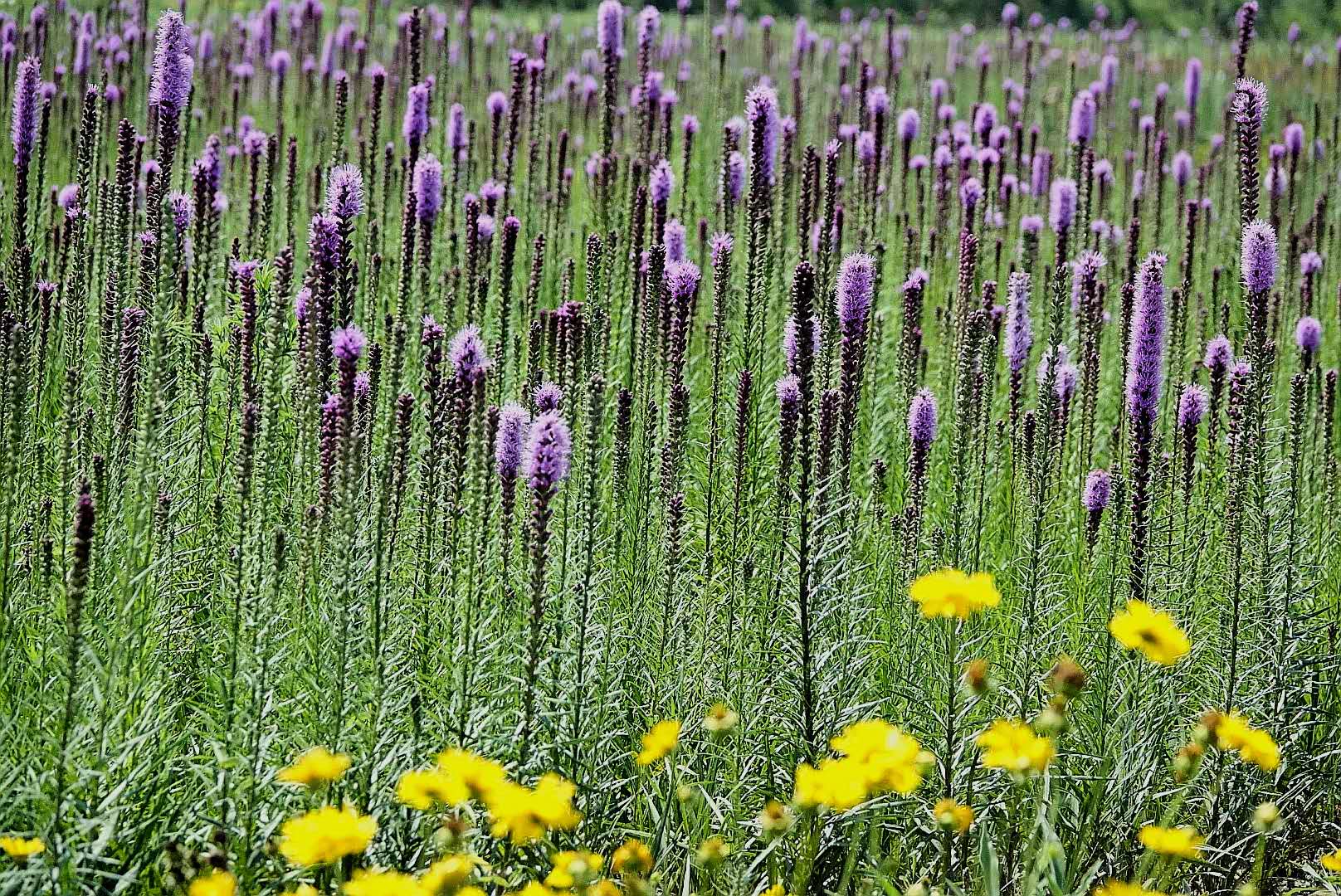 百花绽放风景秀丽,花田小镇风景区