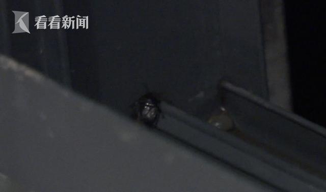 梅雨季臭虫,住在乡下家里臭虫多咋样彻底消灭