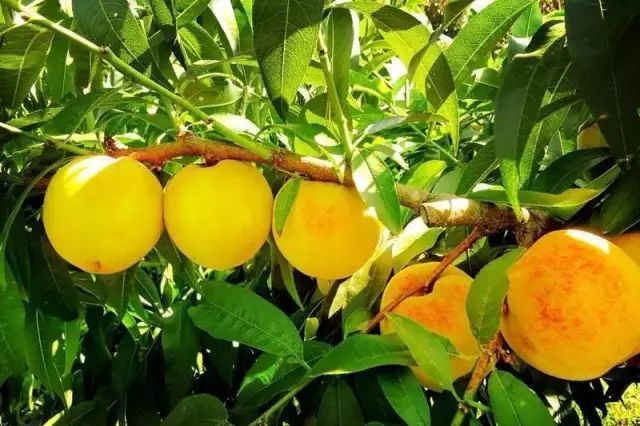 特色产业致富新模式,亿元创业好项目