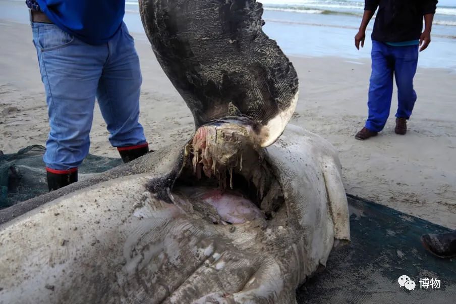 虎鲸炫耀食物,虎鲸饿到亲戚都吃什么