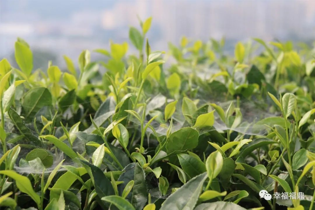 茶林套种黄豆,茶林套种