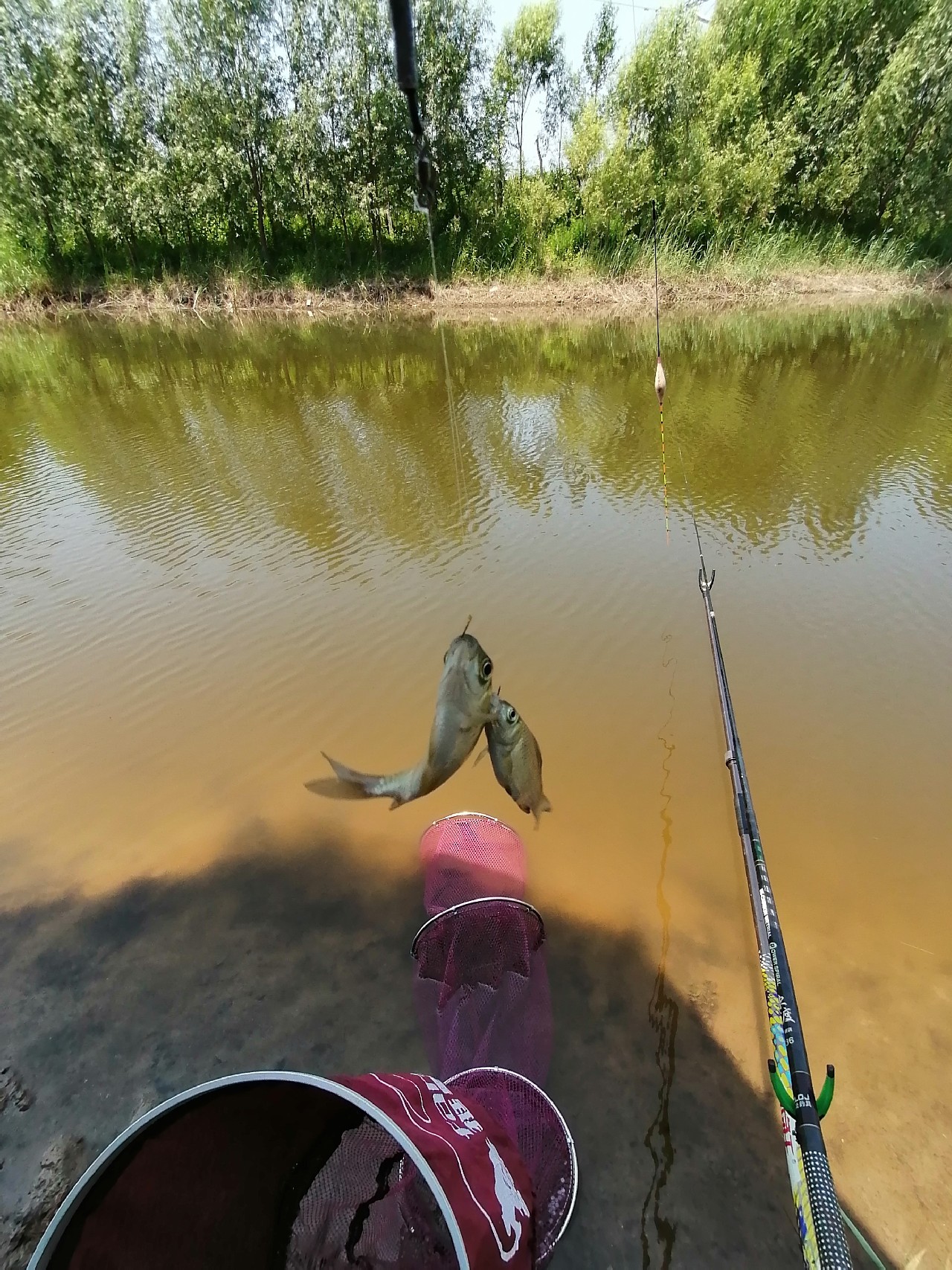 河边野钓小鲫鱼,野钓小河沟钓鲫鱼突然停口