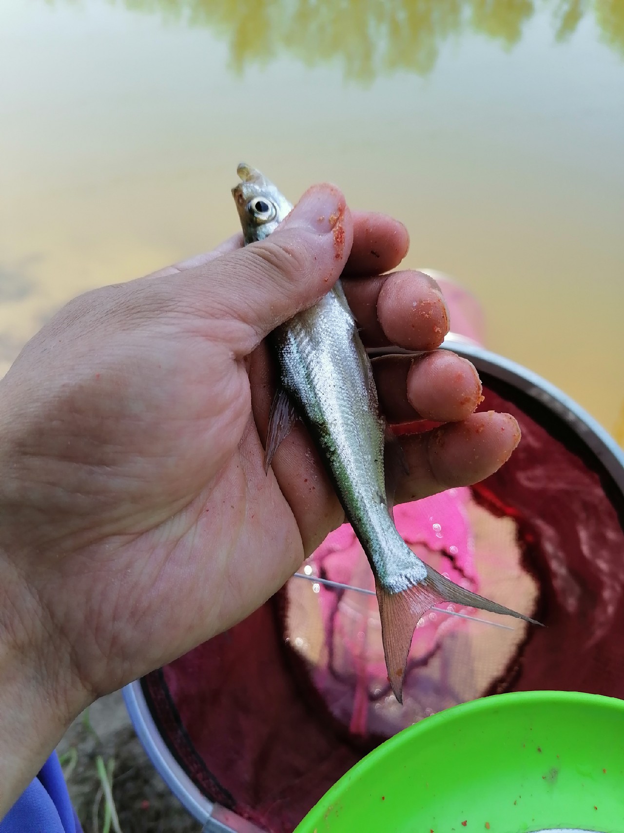 河边野钓小鲫鱼,野钓小河沟钓鲫鱼突然停口