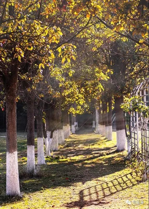 玉溪师范学院2023毕业生,玉溪师范考编就业怎么样